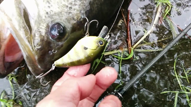 今朝？の琵琶湖・・・半魚人の記事動画