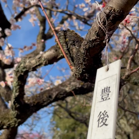 梅の画像