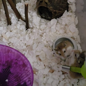 続・人類の進化の画像