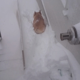 どか雪‼️の画像
