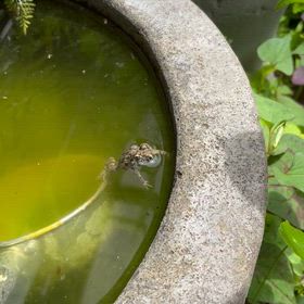 ひきがえるの後足先を見よの画像