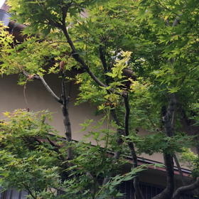 小庭のセミしぐれの画像