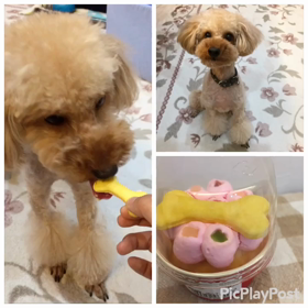 3歳になりましたの画像