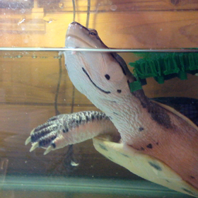 ぷっかの金魚捕食動画の画像