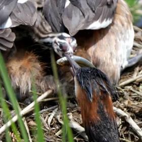 スライドショー   ヒナカンムリカイツブリ編の画像