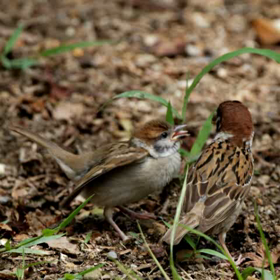 動物園で野鳥の画像