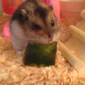 野菜はなるべく食べましょう☆の画像