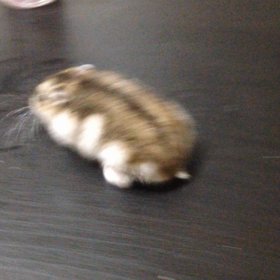 秘書サーモンの成長の画像