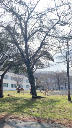 オホーツク旅 浜中町▶︎清里▶︎小清水▶︎網走▶︎女満別▶︎美幌▶︎北見の記事動画