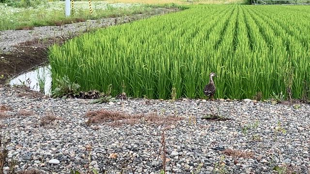 赤ちゃん連れカモの家族を眺める癒され時間の記事動画