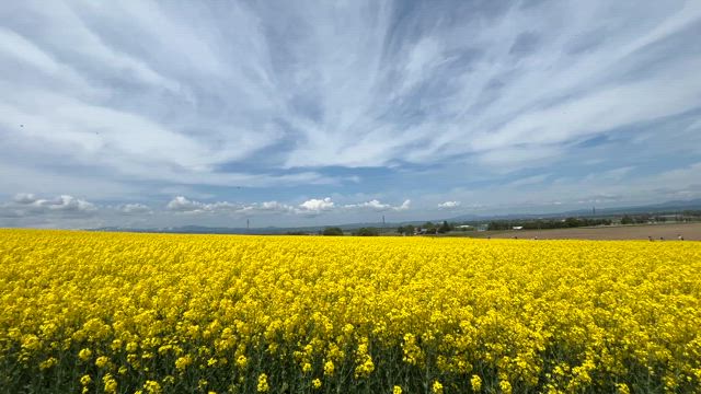 広すぎて周れない菜の花畑の記事動画