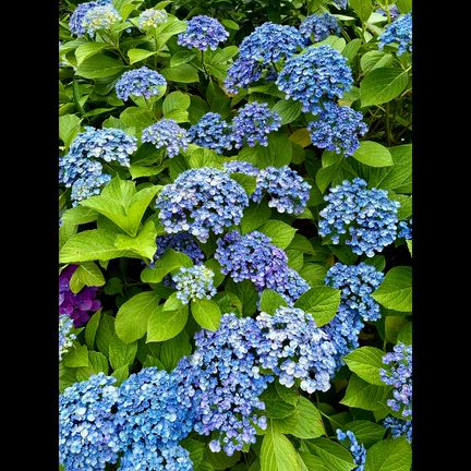 　紫陽花の記事動画