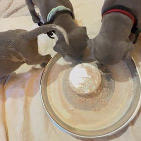 東京 グレートデーン犬舎・離乳食のはじまり❣️の画像