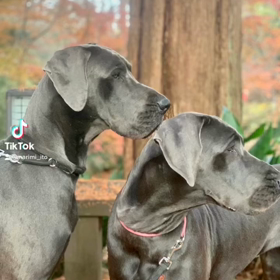 東京ブルーグレートデン専門犬舎の・グレートデンフューチャー！ブルーたちの血脈パワーアップの画像