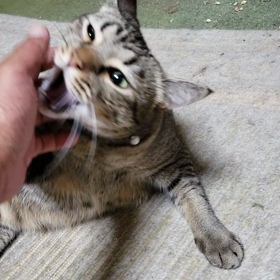 マウちゃん、痛いの画像