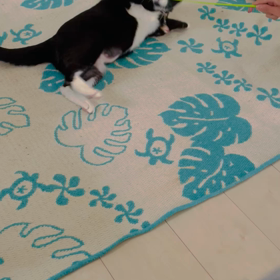 一緒に遊んでるつもりだったけど違った！？笑　①の画像