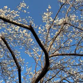 梅の花とメジロの画像