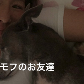 モフモフのお友達の画像
