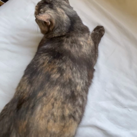 あまりに可愛いので。うちの猫の変癖。の画像