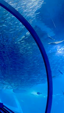 【八景島シーパラダイス】ゴールデンウィークの水族館&バルーン！の記事動画