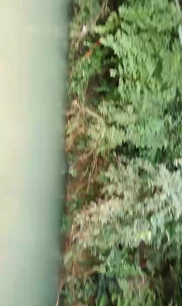 バーベキュー♥️の記事動画