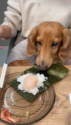 食欲が止まらずバクバク食べた最近の美味しいものの記事動画