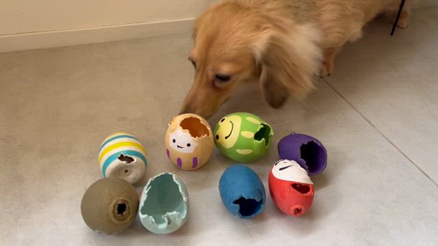 毎回3分で鳴らなくなるピプーたちの記事動画