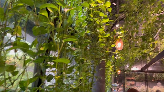 今日の本命、青山フラワーマーケット本店&TEA HOUSE②の記事動画
