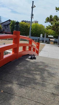 【雑談】仲良くしてたので、後ずさりの記事動画