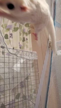 リューシちゃん❤️の記事動画