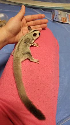 プラチナモザイク♀ご家族様募集中の記事動画
