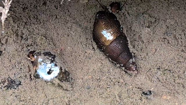 カワニナの記事動画