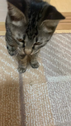 久しぶりの動画！の記事動画