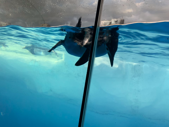久しぶりの名古屋港水族館！の記事動画