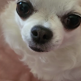 チワワの性格にドン引きの画像