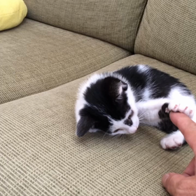 にゃんこといっしょ( ´ ▽ ` )の画像