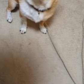 飼い主より肉！byチワワの画像