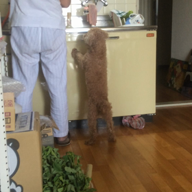 愛犬セブンはフットワークが良い！の画像