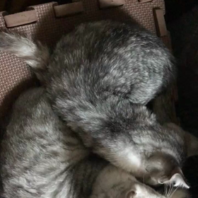 癒しの時間がやってきたよ！の画像