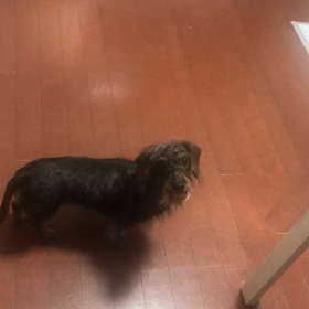 ワンコーズお風呂の画像