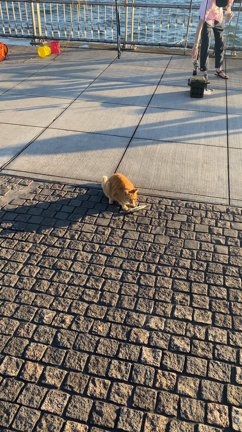 猫とサバの記事動画