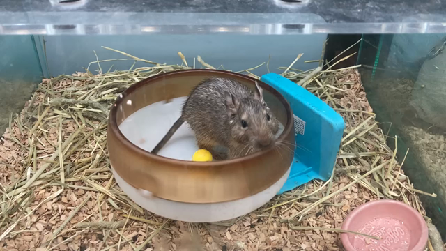 すげ〜アナーキーなネズミを発見！！の記事動画