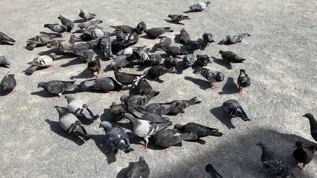 鳩の記事動画