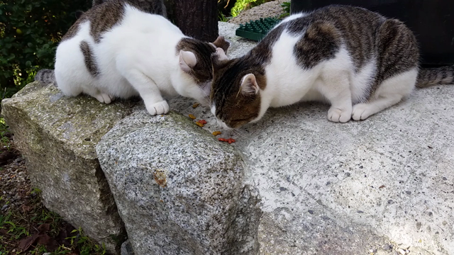 猫！猫！猫！！　動画あり(=ﾟωﾟ=)の記事動画