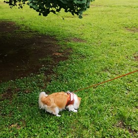 光が丘公園でいつかヴァイオリン美しく弾けますようにの画像