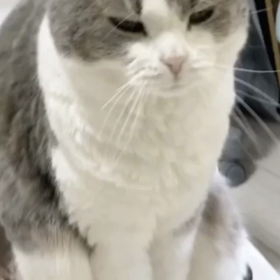 表情がの画像