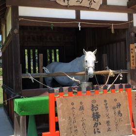 上賀茂さんの神馬ちゃんの画像
