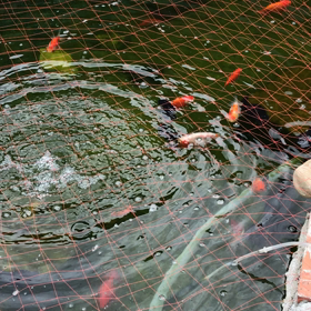 池の金魚の画像