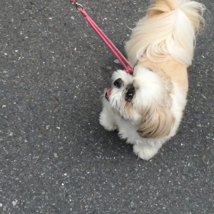 初動画の記事動画