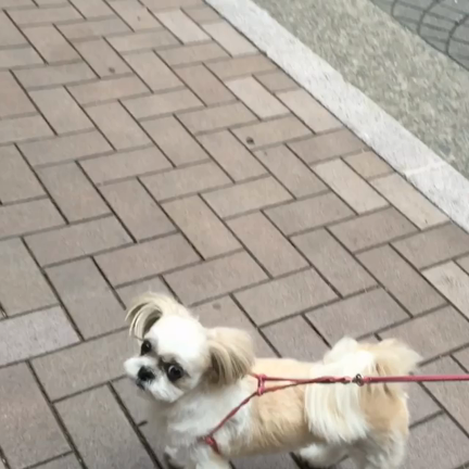 お散歩の記事動画